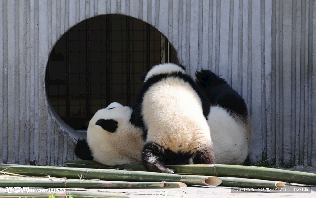熊猫宝宝在洞口玩耍