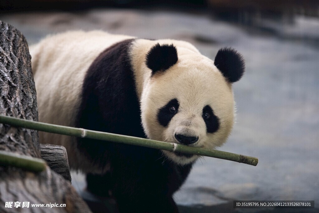 憨态可掬的熊猫持竹而立