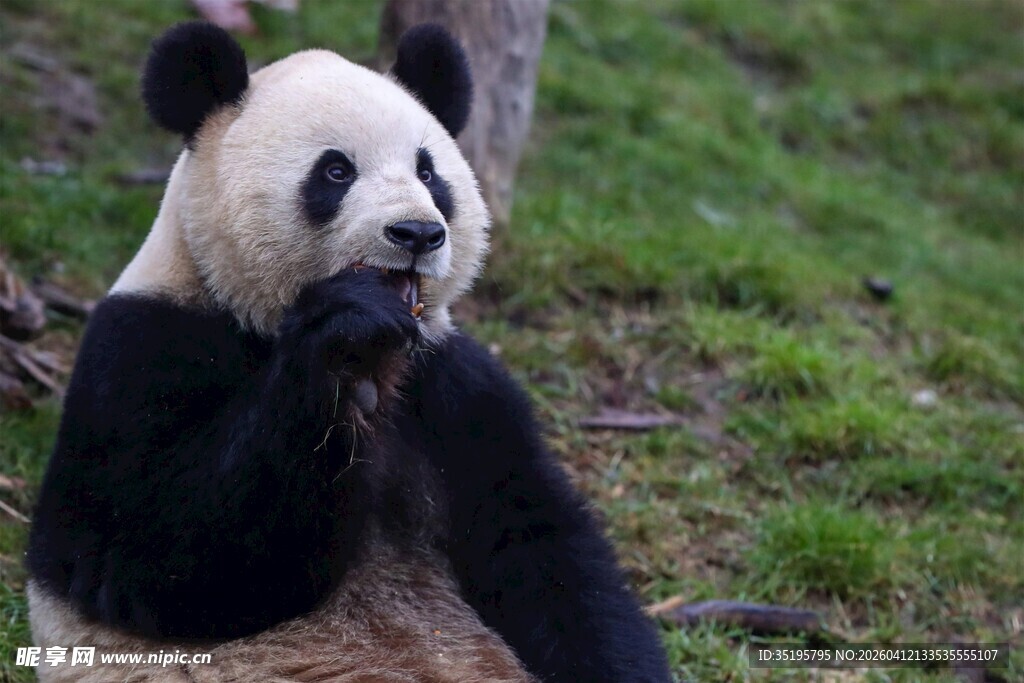 憨态可掬的大熊猫