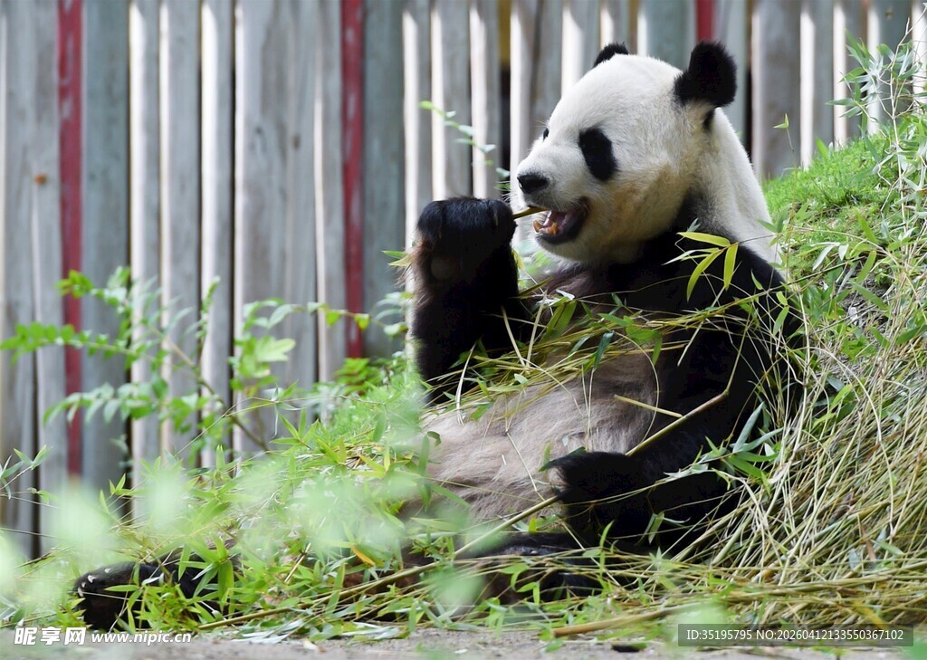熊猫悠闲进食竹子