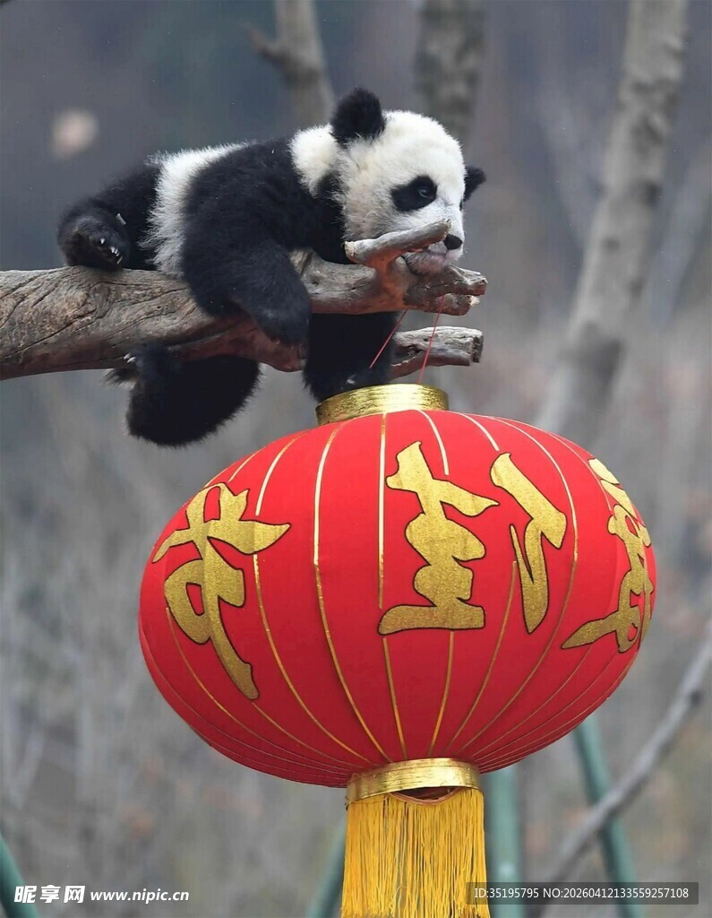 熊猫挂枝赏红灯笼