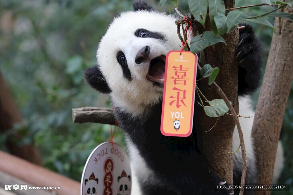 熊猫挂福牌萌态十足