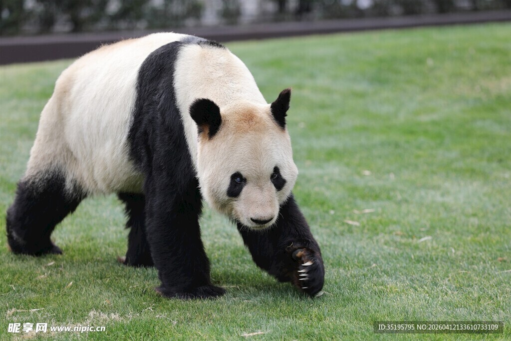 草地上行走的可爱大熊猫