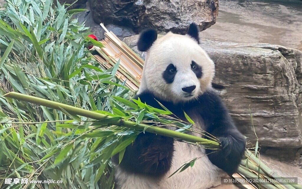 憨态熊猫啃食鲜嫩竹子