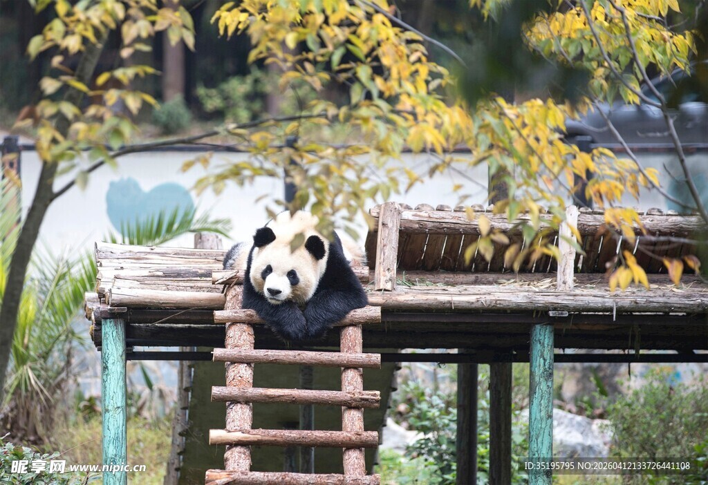 熊猫在木架上休憩
