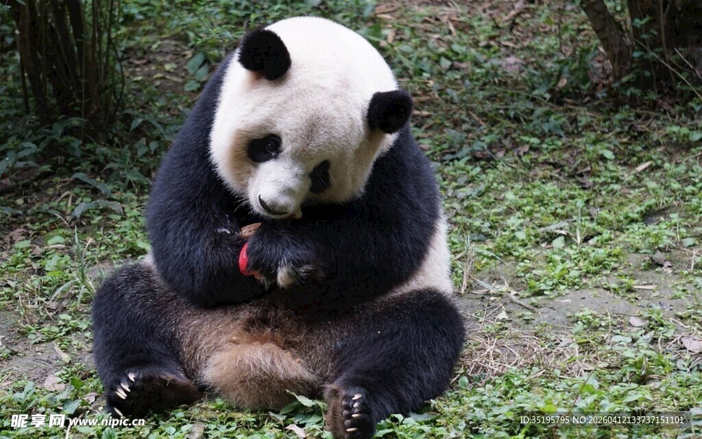 憨态熊猫坐于草地进食