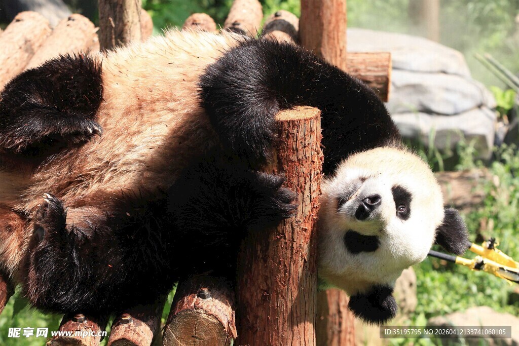 熊猫惬意挂在木架上