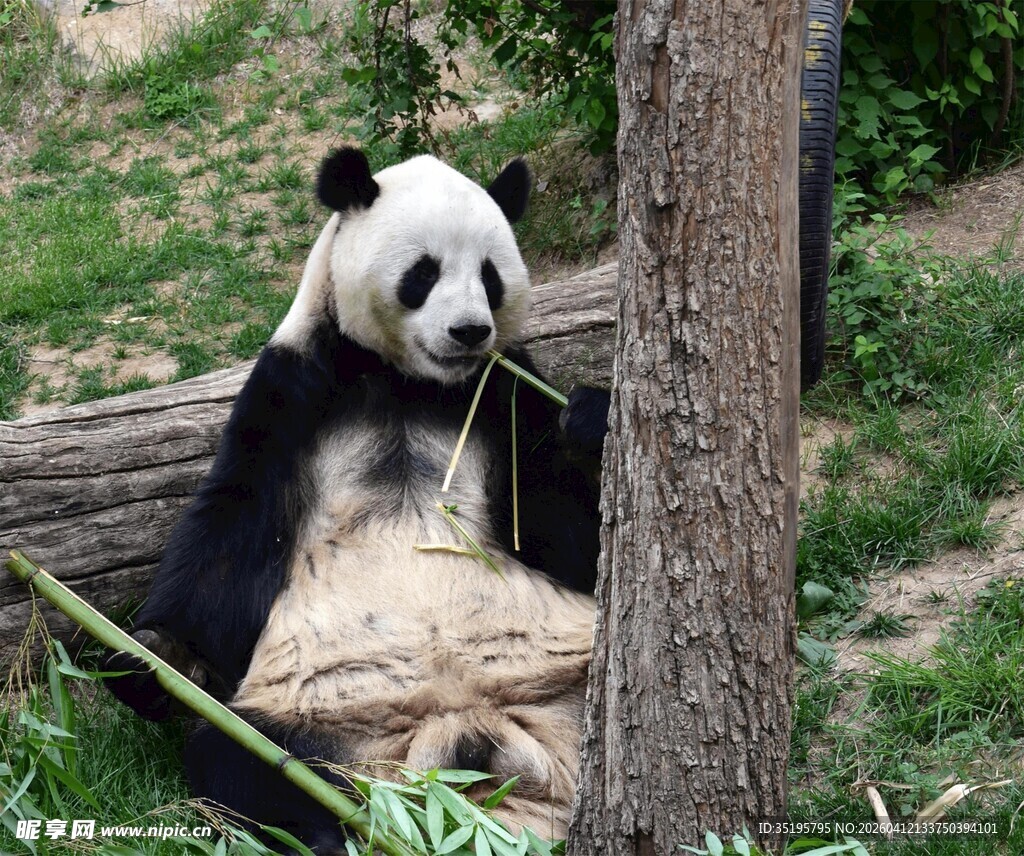 熊猫惬意靠树坐