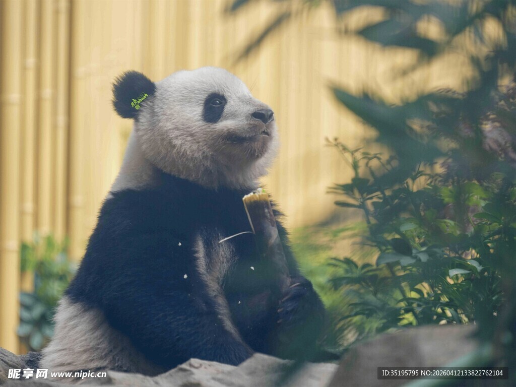坐着的可爱大熊猫