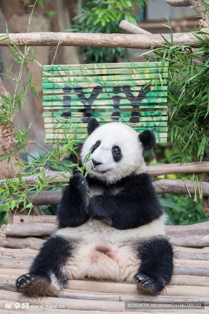 悠闲熊猫惬意躺坐