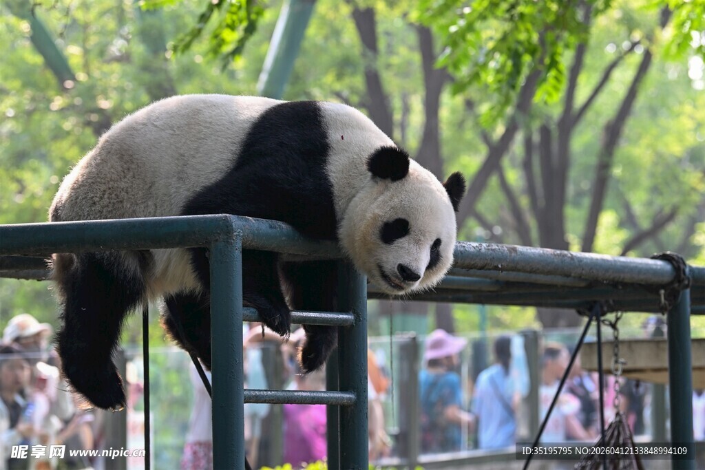 熊猫倒挂栏杆憨态可掬