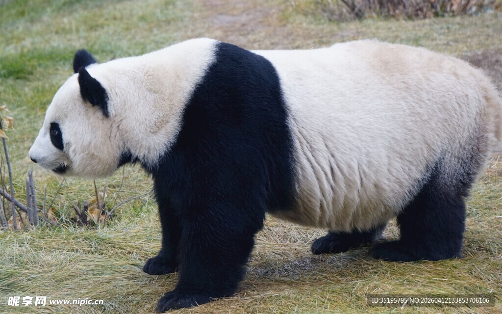 站立的大熊猫