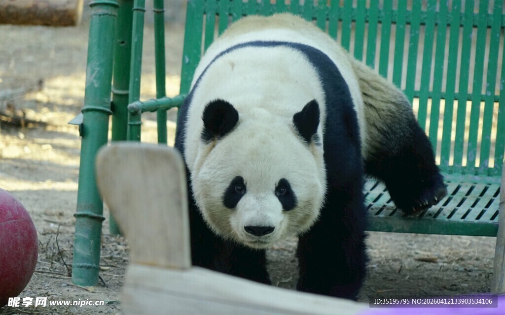 憨态可掬大熊猫