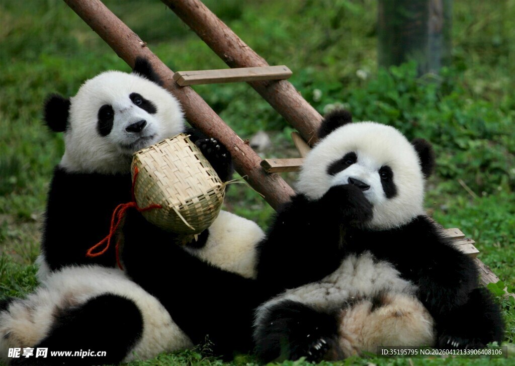 两只熊猫惬意享用美食