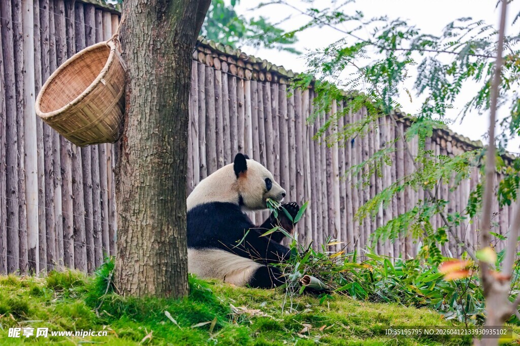 树下休憩的可爱大熊猫
