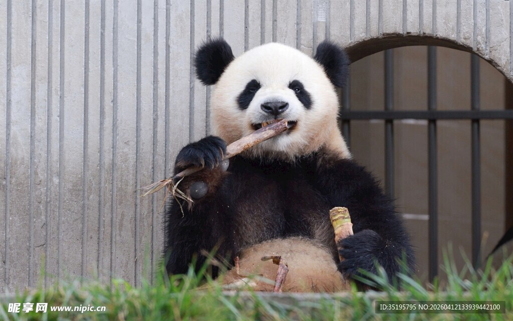 憨态熊猫惬意享用美食
