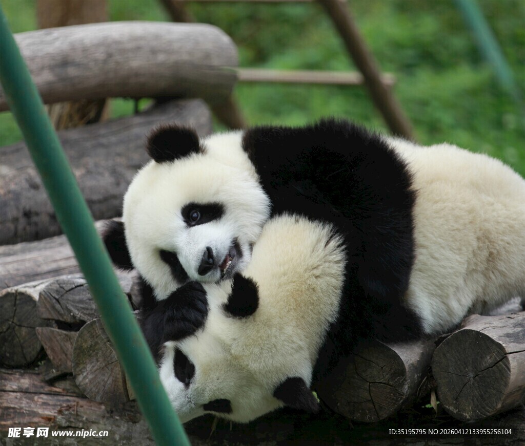 两只熊猫亲昵依偎