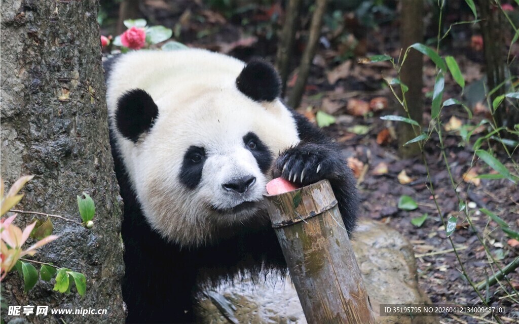 熊猫抱树干啃食竹子