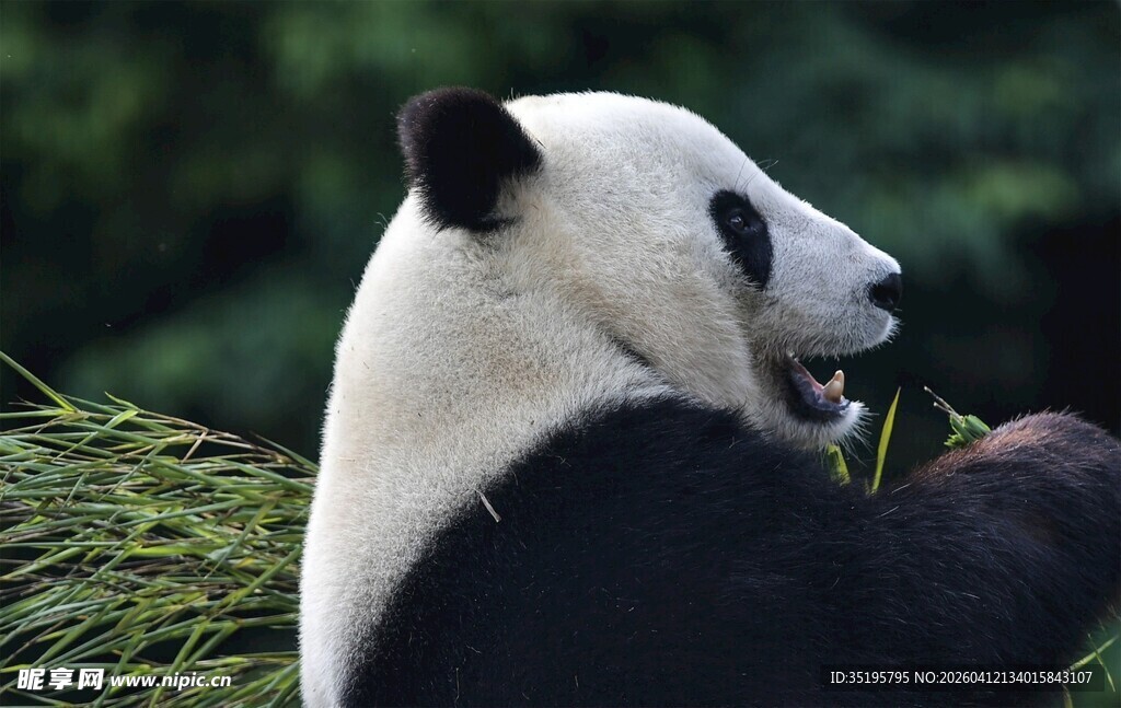熊猫进食翠绿竹子