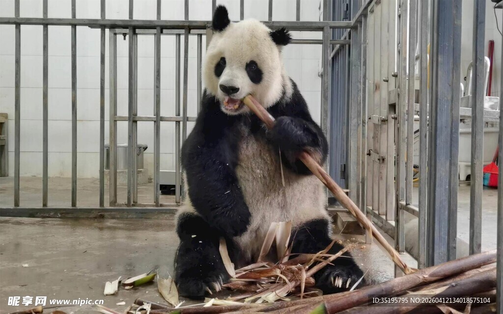 熊猫悠闲坐地啃竹子