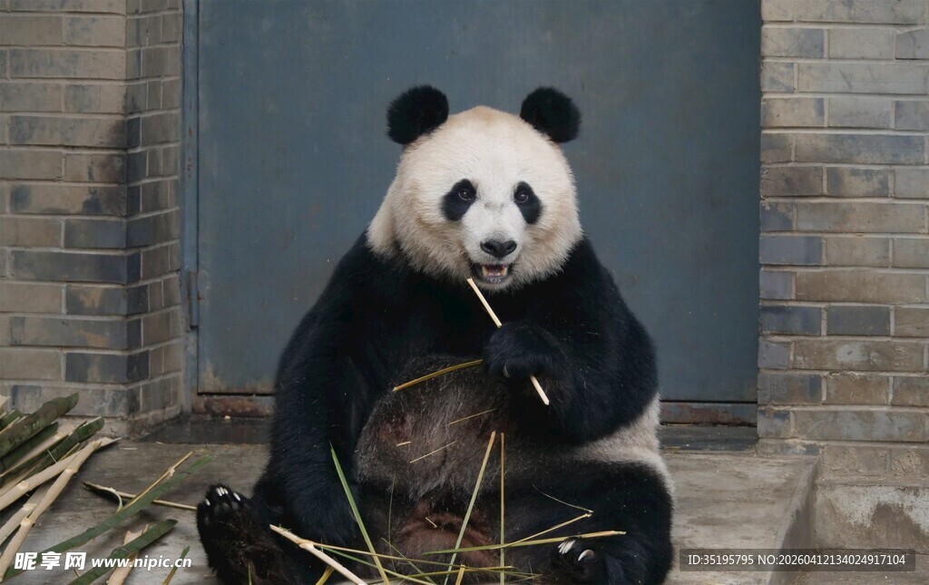 熊猫悠闲进食竹子