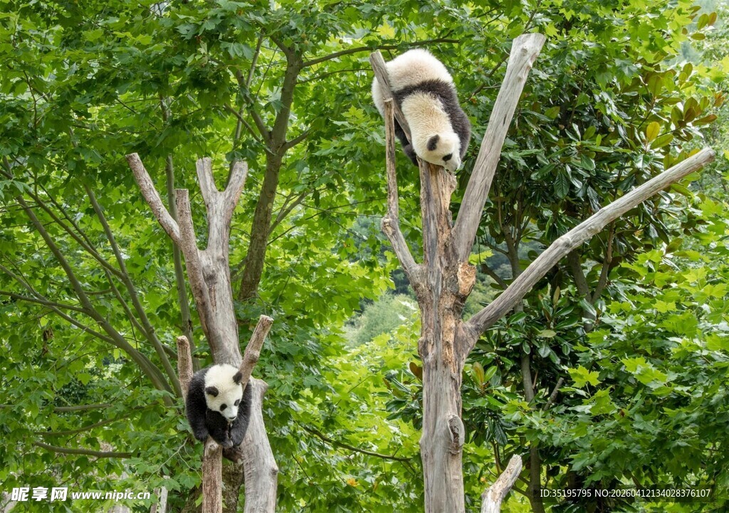 树上的两只可爱大熊猫