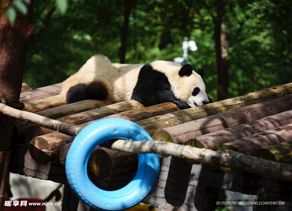 熊猫躺木架玩蓝色圆环