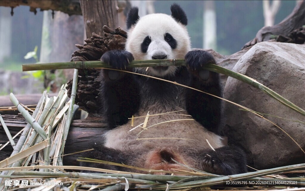 熊猫悠闲躺卧吃竹子