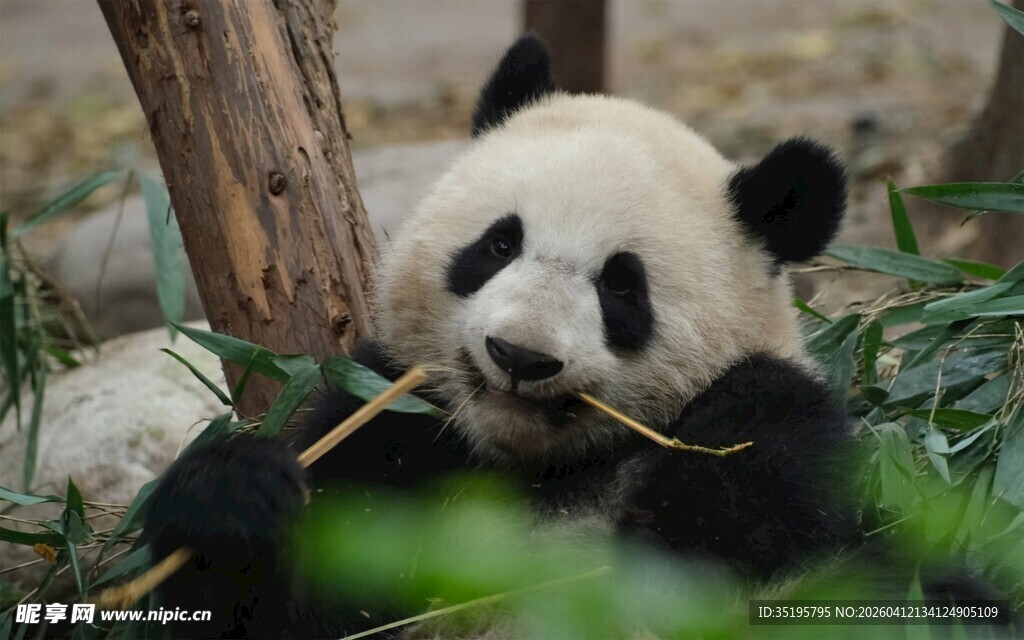熊猫惬意进食竹子瞬间