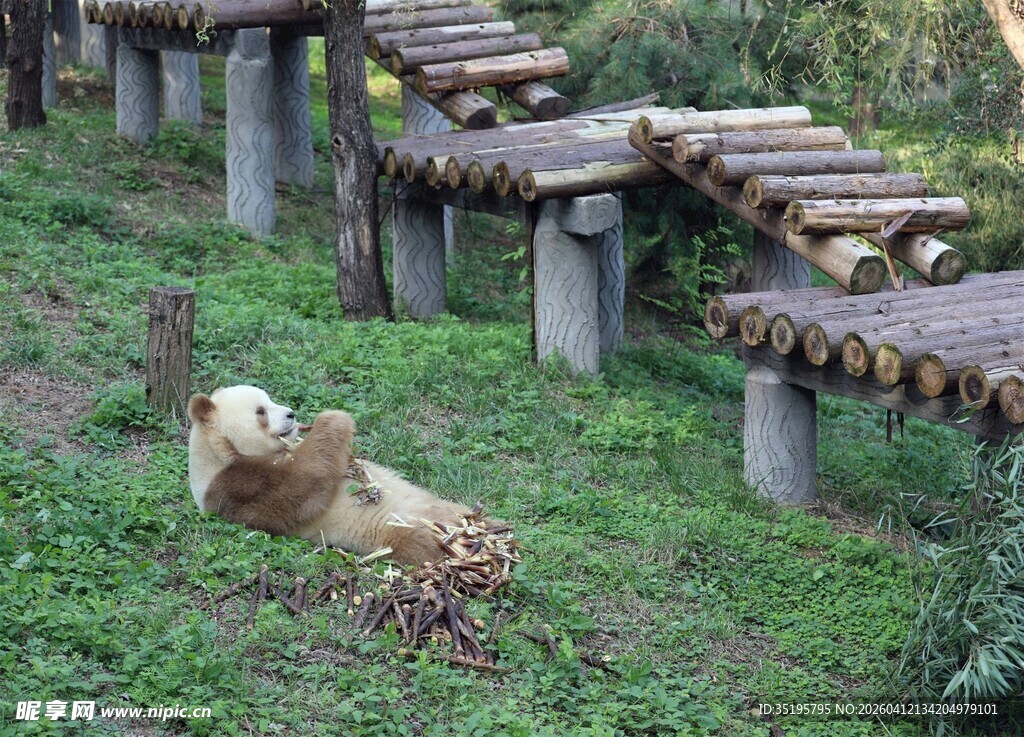 草地上休憩的大熊猫