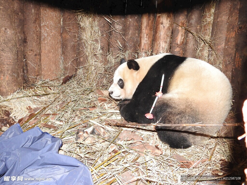 熊猫悠闲躺卧在干草上