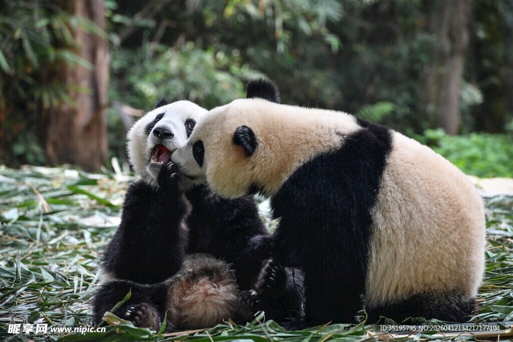 两只熊猫亲昵互动