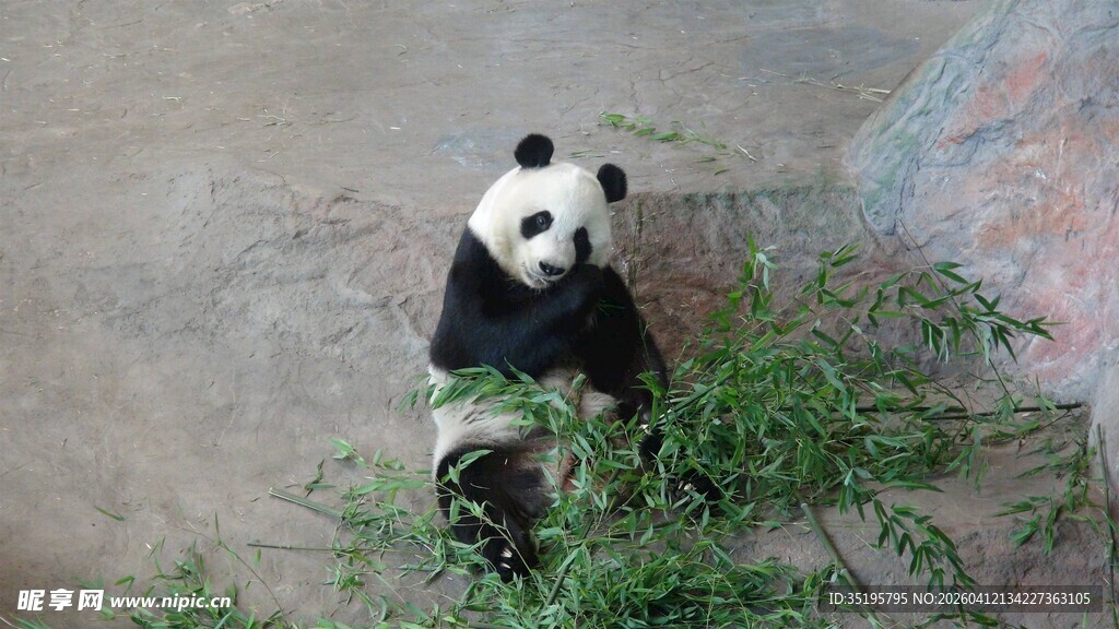 熊猫惬意进食嫩绿竹子