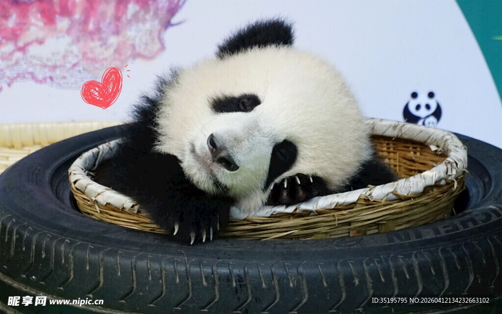 萌态熊猫躺卧轮胎中