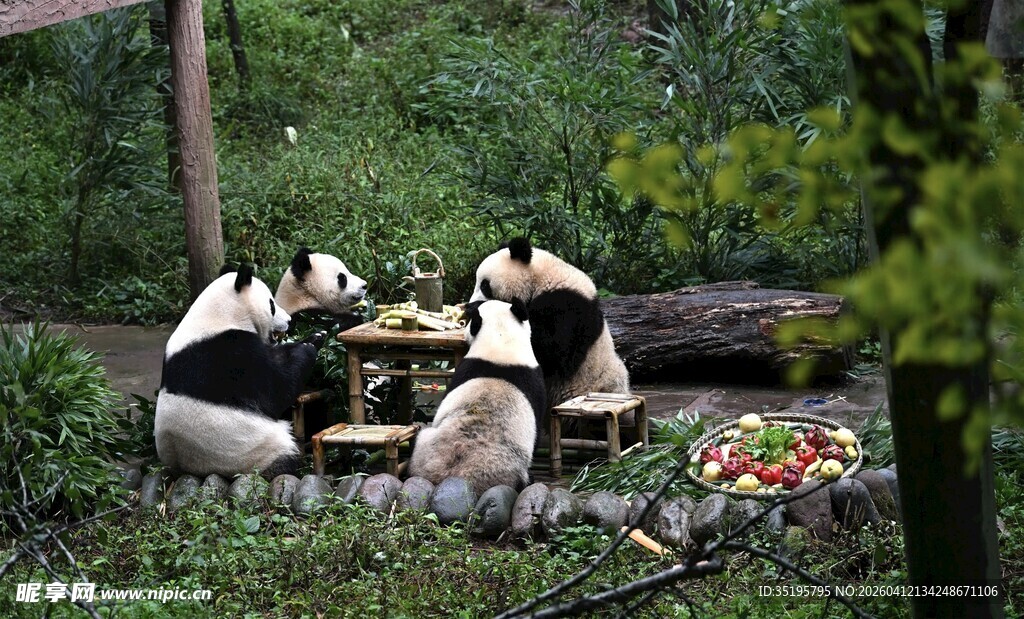 熊猫群聚进食欢乐场景