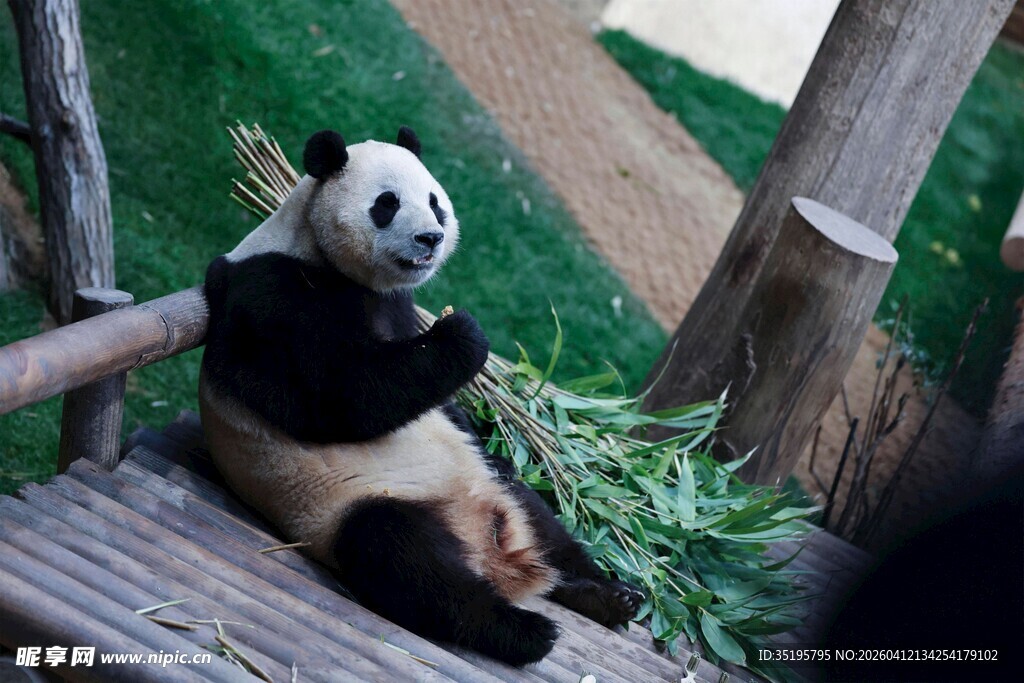 熊猫坐木台享用鲜竹叶