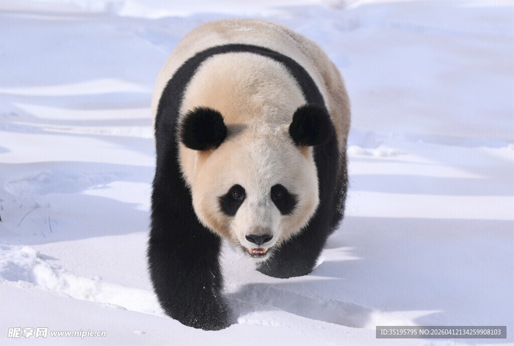 雪地中的大熊猫
