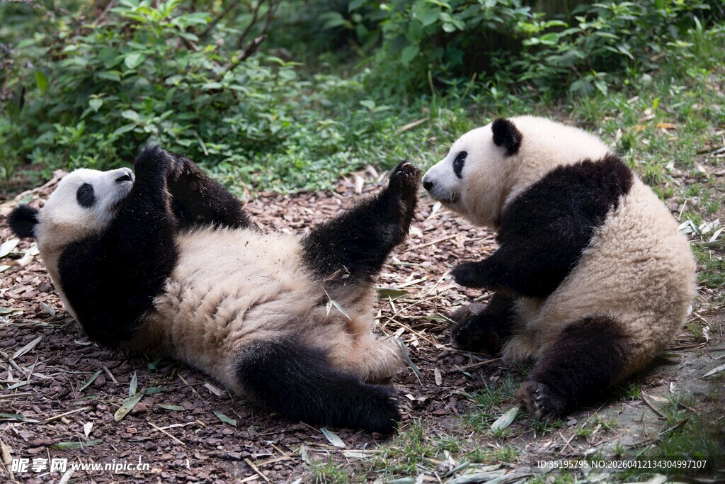两只熊猫惬意躺地玩耍