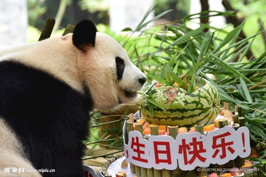 熊猫庆生啦