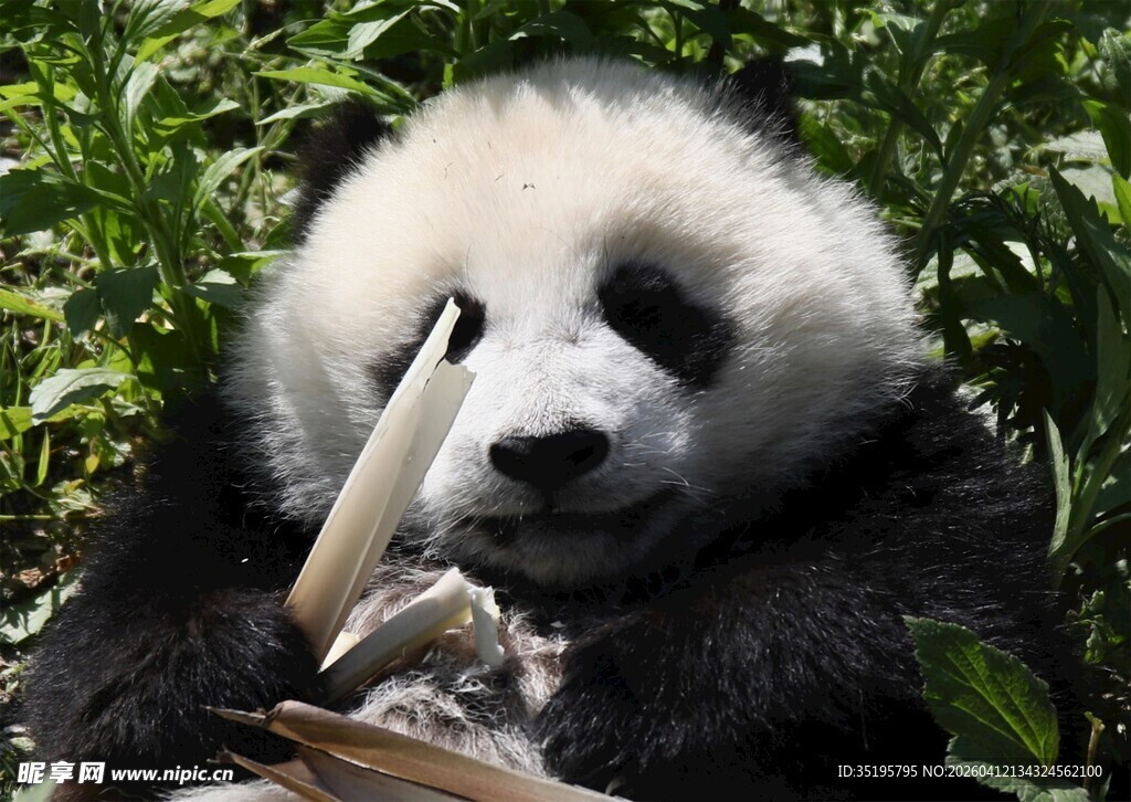 熊猫惬意享用竹子