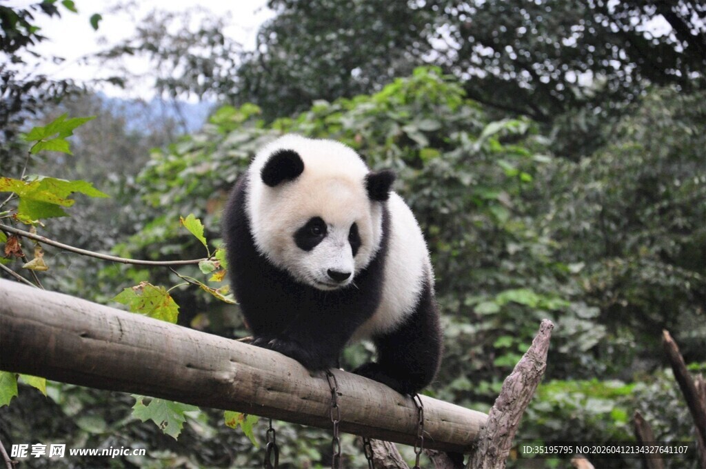 树枝上的可爱大熊猫