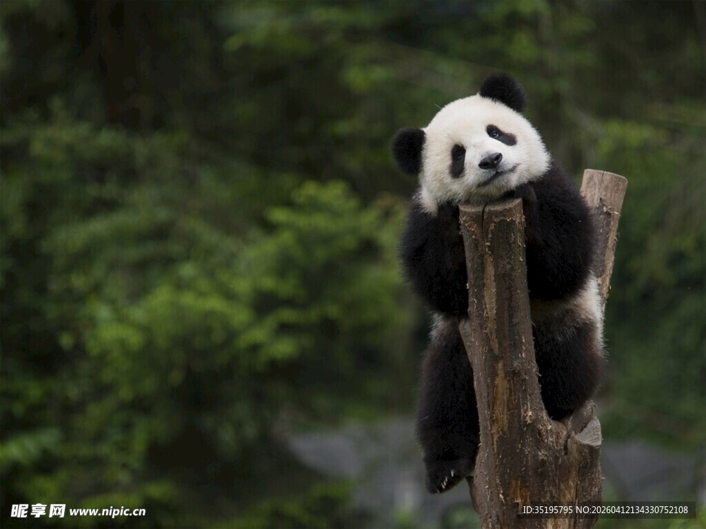 熊猫倚树眺望绿意盎然处