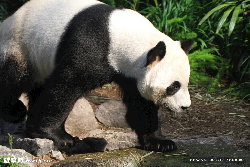 熊猫溪边低头饮水