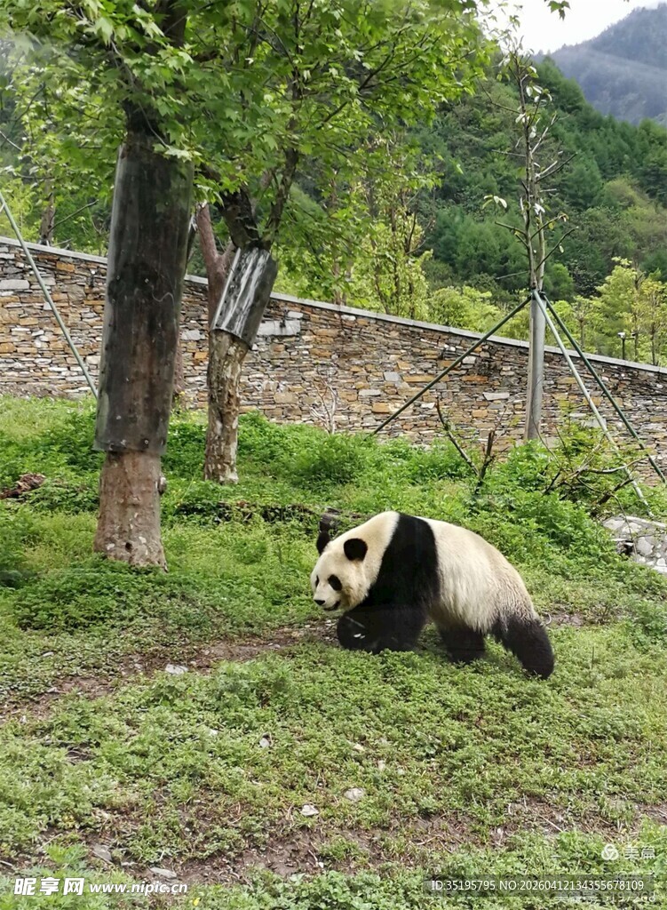 草地上悠闲的大熊猫