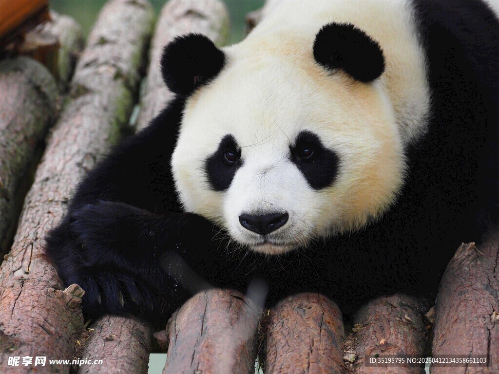 憨态熊猫趴于木堆上