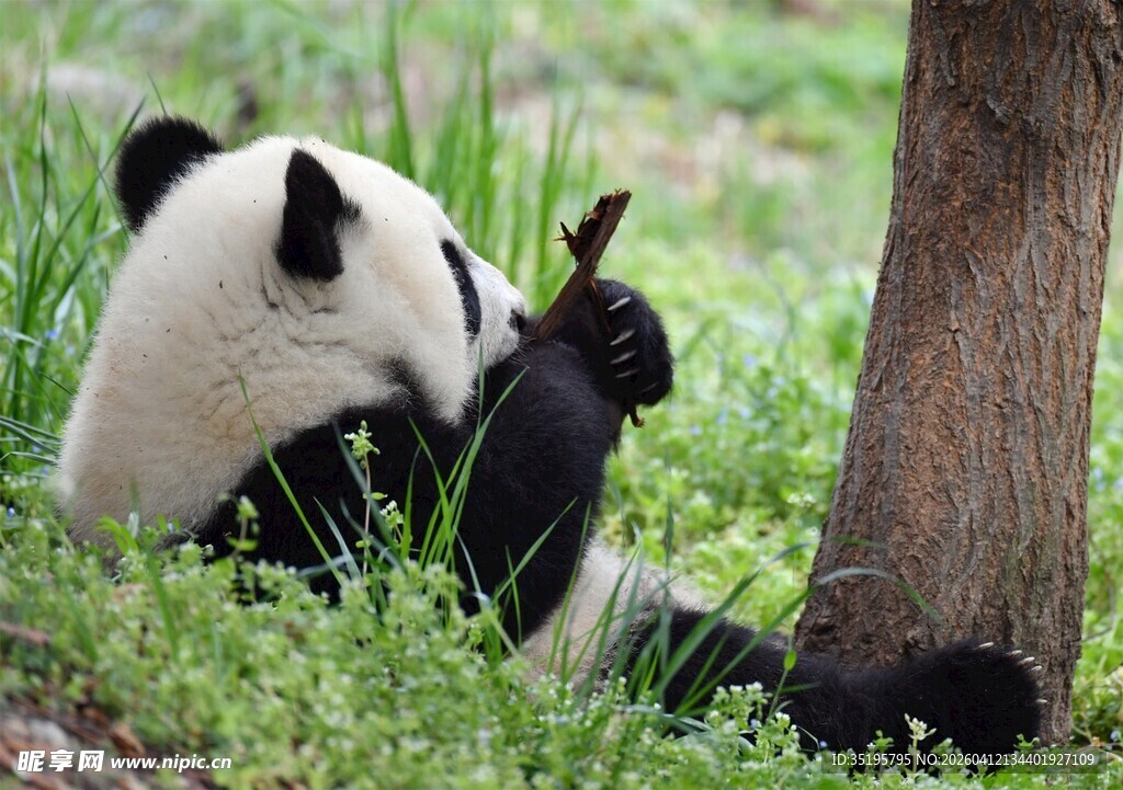 熊猫树下惬意吃竹子