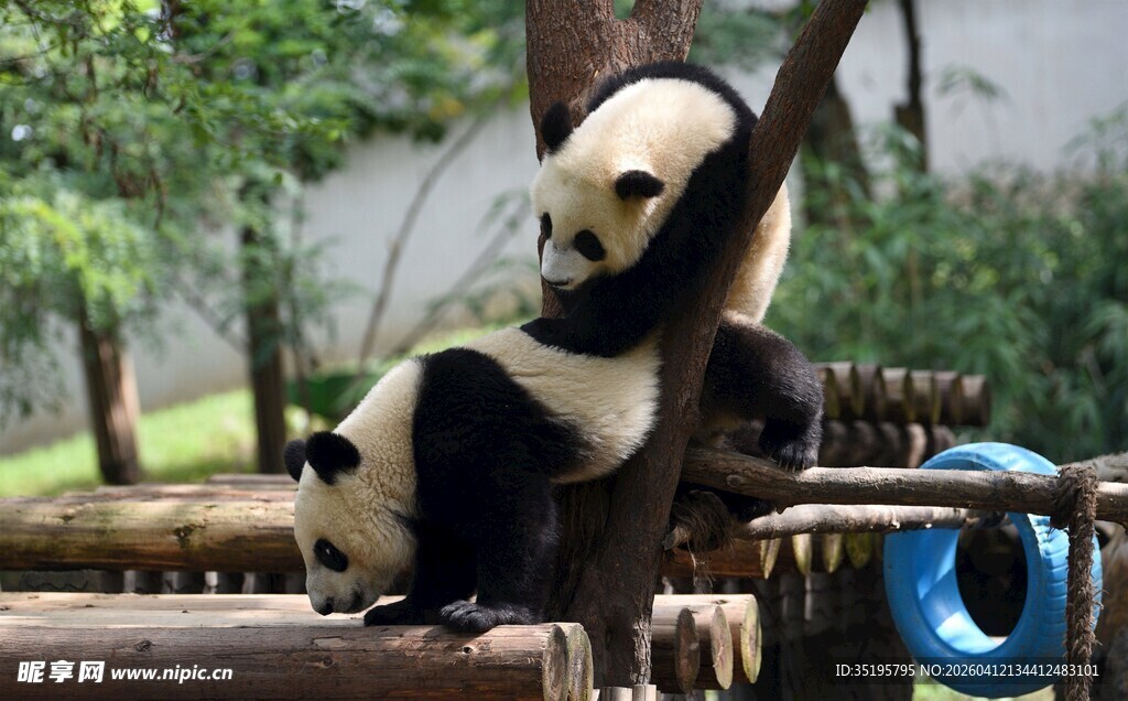 悠闲熊猫坐木架
