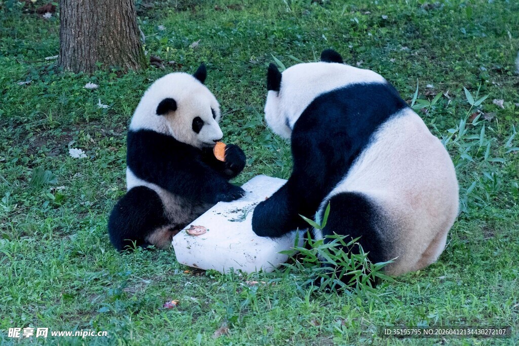 两只熊猫惬意进食