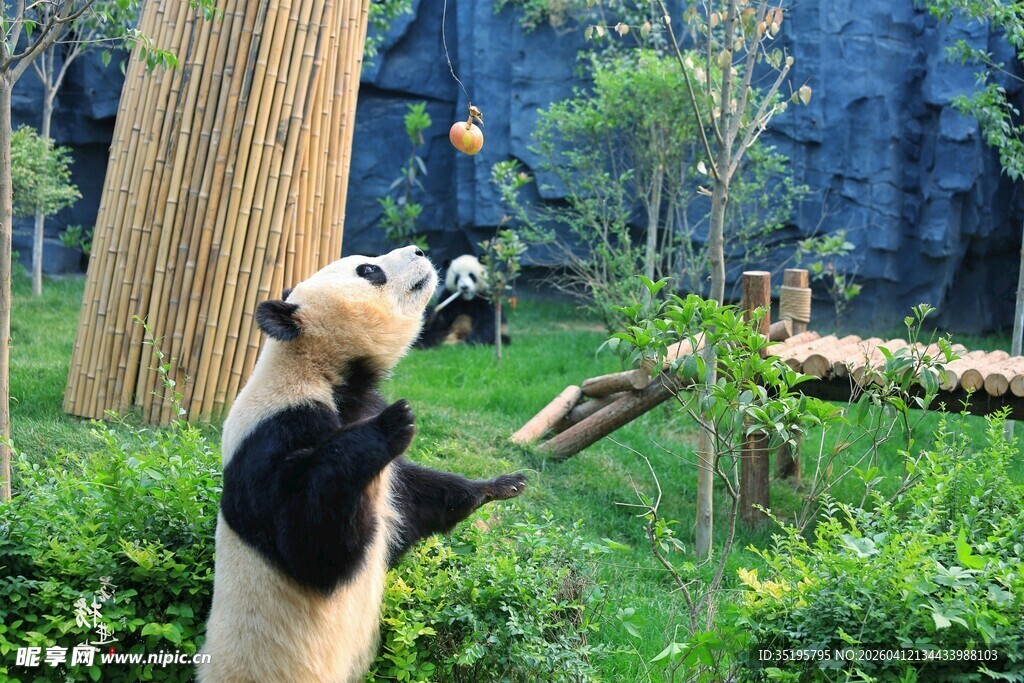 熊猫站立伸手抓玩食物
