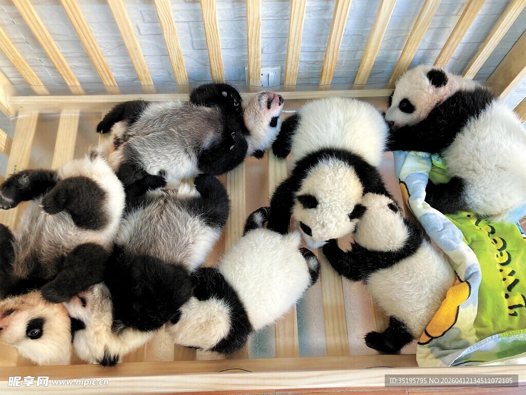 一群萌态熊猫幼崽躺卧